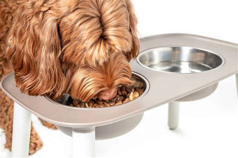 highest rated dog bowls